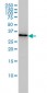PDCL3 Antibody (monoclonal) (M01)